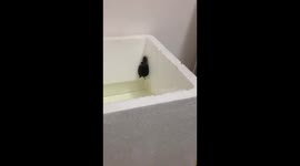 Ninja commonsnapping baby