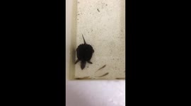 Commonsnaping baby tập săn mồi