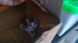 this cats baby has adopted