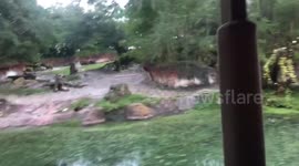 Rhinos at Disneys Animal Kingdom