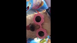 Chihuahua lounging in pool with hat and sunglasses