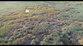 Balatonfüred near Grey cows