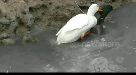 WILD, SAVAGE DUCK FIGHTS