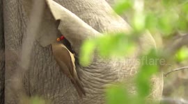 Bird completely disappears inside rhino’s EAR!