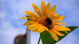 Bee is on sunflower