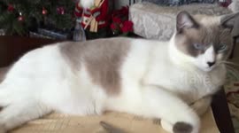 Cat smacking at me when I try to get her off my pattern.