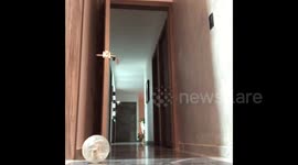 Chasing Chencho the minipig