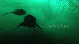 UK fisherman films massive herring shoal being chased by sharks