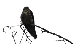 Canadian Perigrine Falcon or Hawk Attracted to my cockatiels call