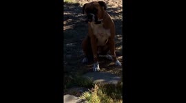 Is my dog really putting his paw on his hip ???? https://t.co/rF2OmQhrHq