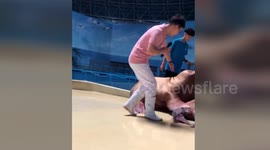 Naughty walrus slaps its friend at ocean park