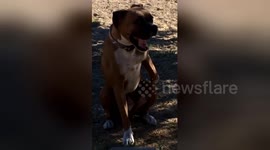 Sassy dog stands up and puts his paws on his hips