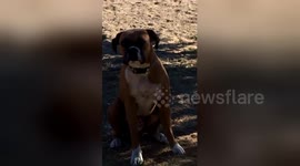 Sassy dog stands up and puts paws on hips