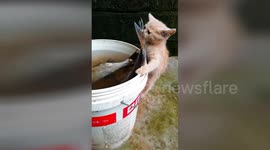 Eyes bigger than their stomach as kitten tries to steal giant fish