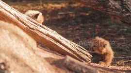 Mischievous Fluffy Cubs Playing with their Parents