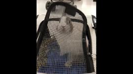 Curious rabbit enjoys shopping in supermarket in Taiwan