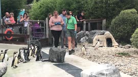 Adorable moment woman proposes to boyfriend surrounded by penguins