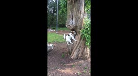 Pair of puppy friends 'smell' ball in tree, retrieve it