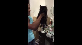 Kitten slaps woman