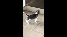 Confused beagle puppy adorably freaks out over his reflection