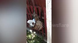 Abandoned newborn baby rescued after being left on fence