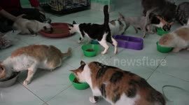 Abandoned cats thrive in Indonesian community