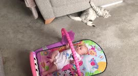 Cat gets stuck to sofa