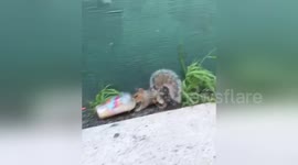 Newsflare Edit - NYC squirrel drinks Dunkin Donuts coffee