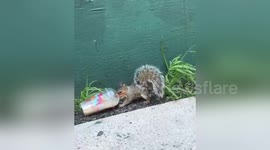 Squirrel in New York seen drinking coffee