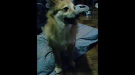 Snoot Challenge Fail