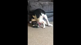 This dog doesn’t understand the concept of chasing your tail