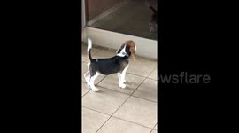 Confused beagle puppy adorably freaks out over his reflection