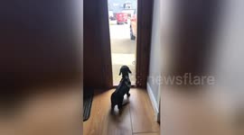 Newsflare Edit - Nothing to see here. Just a dachshund conforming to the dog stereotype. She really does love the postman https://t.co/iyyNm11aod