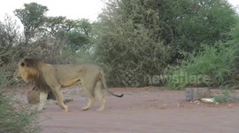 Central kalahari game reserve drone video