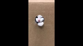 Kitten yelling for attention