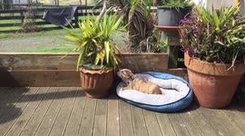 Alien or puppy! You decide