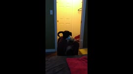 Kitten recovering from surgery rides her human