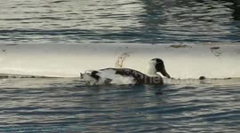 DUCKS ON A SURFBOARD.