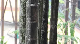 Rainfall And Wind Blowing With Natural Sound