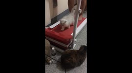 Cat on a treadmill