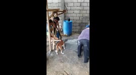 Pet dog helps its owner building house