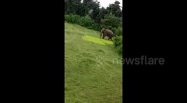 Schoolboy trampled to death by 'agitated' elephant in India