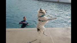 Jubilee Pool in Cornwall's Penzance opened its doors to dogs for one day only