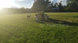 Baby deer eating apples part2