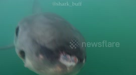 Yummy GoPro... a white shark tried to test bite my GoPro