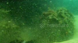 50 shades of sharks... painful shark foreplay / mating