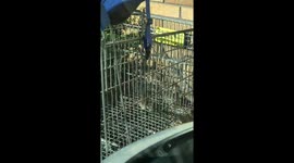 Horrifying footage shows rats scurrying around in Tesco trolleys