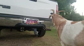 Goat repeatedly headbutts Ford after noticing reflection on mirrored surface