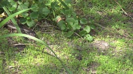 An old King's Skink lizard emerging from cover to eat banana