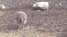 An endangered Malleefowl looking for food